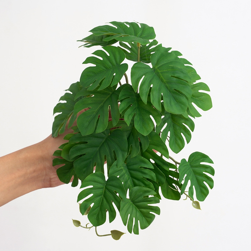 Reptile Plants for Terrarium A - огляд і ціна Monstera Adansonii