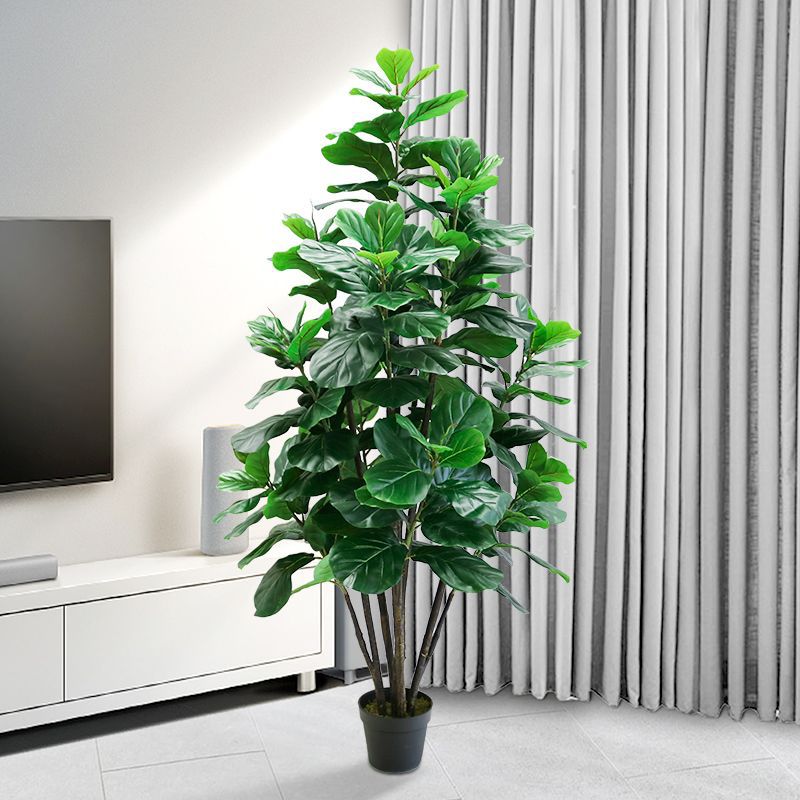 35-150cm Tropical Tree Large F - огляд і ціна Ficus Lyrata Tree
