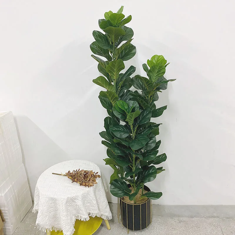 35-150cm Tropical Tree Large F - огляд і ціна Ficus Lyrata Tree